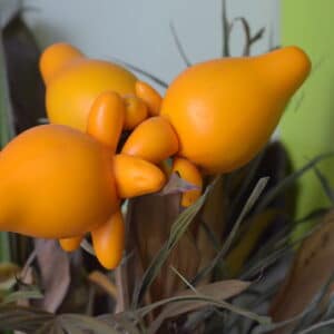 Nipple Eggplant - Solanum mammosum