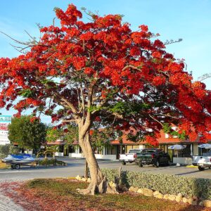 Flammetræ / Royal Poinciana træ