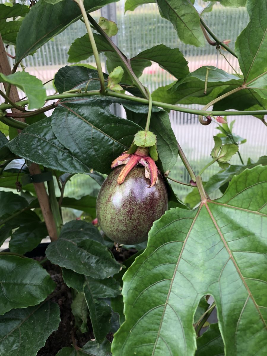 Passionsfrugt - Passiflora edulis var edulis - Billede 2