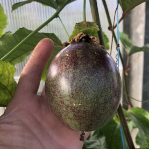 Passionsfrugt - Passiflora edulis var edulis