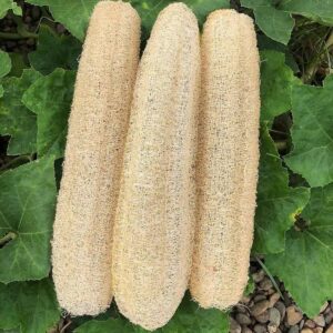 Svampeagurk - Luffa Cylindrica