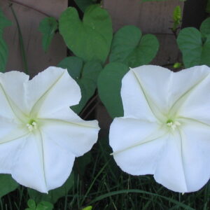 Moon Flower - Ipomoea Alba (Måneblomst)