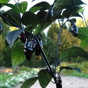 Pimenta da Neyde - C chinense x C. annuum