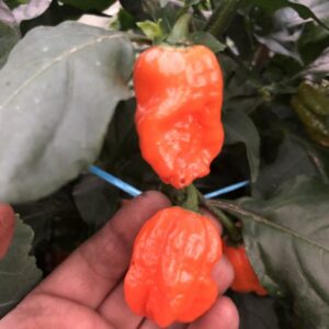 Bhut Orange Copenhagen - Frø - C. chinense