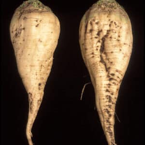 Sukkerroe - Beta vulgaris saccharifera