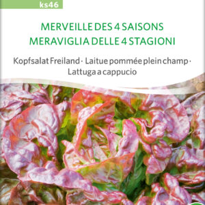 Salat - Merville des quatre saison - ØKO