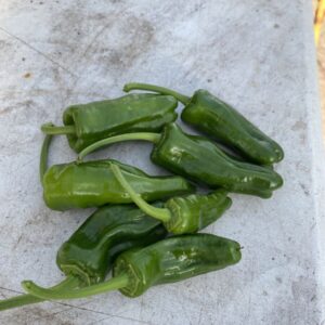 Pimenta de Padron 'Celta F1' - C. annuum