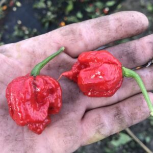Carolina Reaper - C. chinense