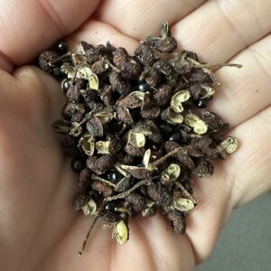 Szechuan Peber - Zanthoxylum simulans