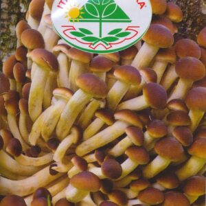 Kastanjesvampe - Pioppino - Agrocybe aegerita