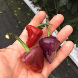 Purple Ufo - C. annuum