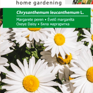 Chrysanthemum Leucanthemum