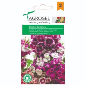 Studenternelliker - Dianthus Barbatus - Sweet William - PG2