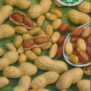 Jordnød - Arachis hypogaea