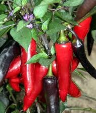 Vampire - C.annuum