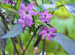 Vampire - C.annuum - Billede 2