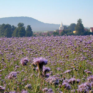 Honningurt - Phacelia tanacetifolia