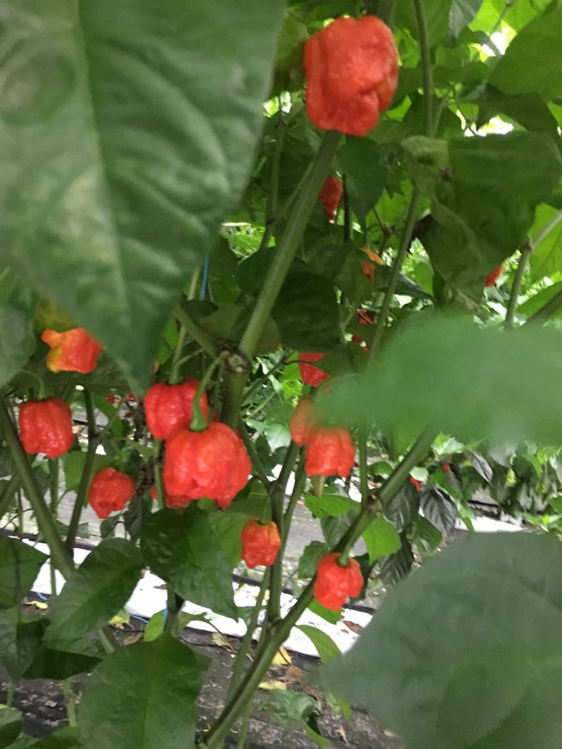 Moruga Scorpion – C. chinense - Billede 2
