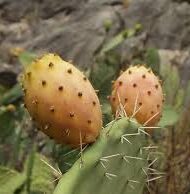 Figenkaktus - Opuntia Ficus Indica