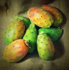 Figenkaktus - Opuntia Ficus Indica - Billede 2