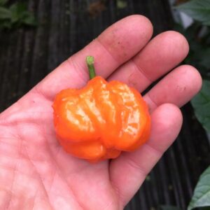 Orange Blob - C. chinense