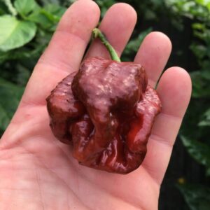 Trinidad Scorpion Moruga Chocolate - C. chinense