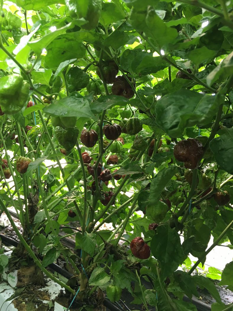 Trinidad Scorpion Moruga Chocolate - C. chinense - Billede 2
