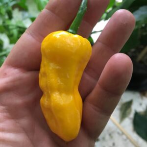Big Yellow Mama - C. chinense