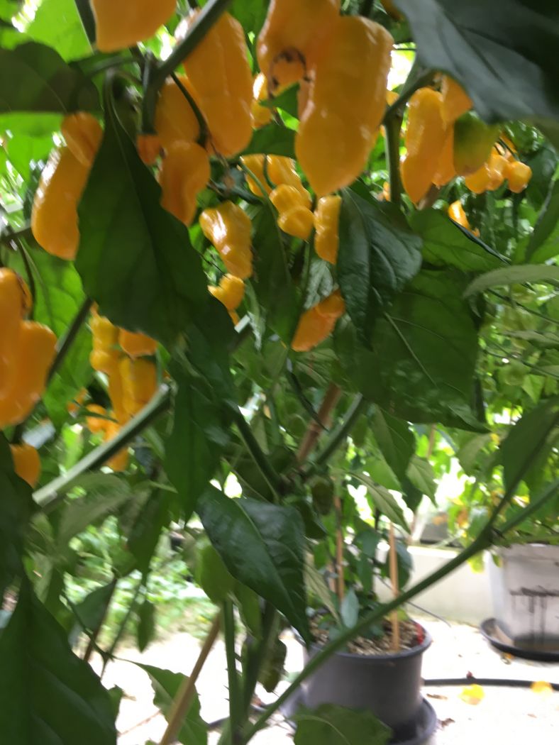 Big Yellow Mama - C. chinense - Billede 2