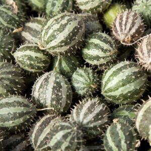Paddy Melon - Cucumis myriocarpus