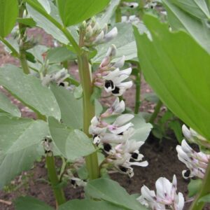 Hestebønne - Vertigo - Vicia faba