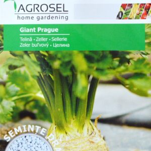 Knoldselleri - Giant Prague - PILLEFRØ - PG4