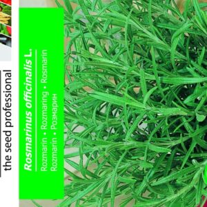 Rosmarin - Rosmarinus Officinalis L.