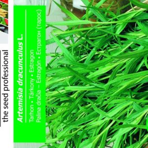 Estragon - Artemisia Dracunculus