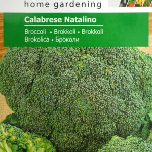 Broccoli - Calabrese Natalino