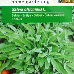Salvie - Salvia officinalis