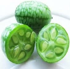 Cucamelon/Jungleagurk - Melothria scabra - Billede 2