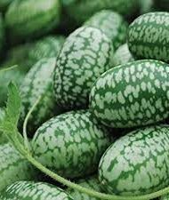 Cucamelon/Jungleagurk - Melothria scabra