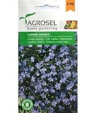 Kantlobelie - Lobelia Erinus