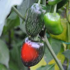 Biker Bill’s Jalapeno – C. annuum