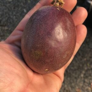 Passionsfrugt - Passiflora 'Lacey'