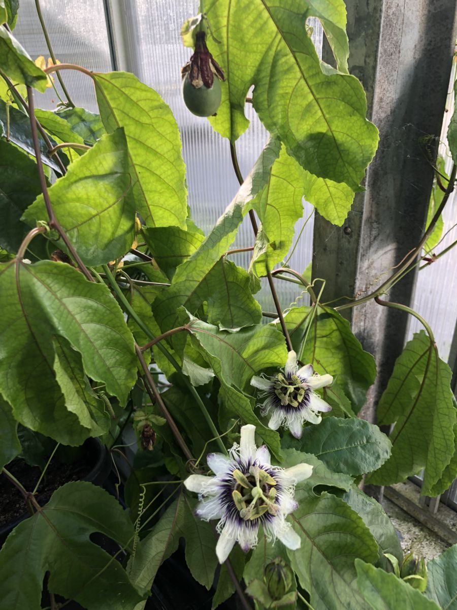 Passionsfrugt - Passiflora 'Lacey' - Billede 4