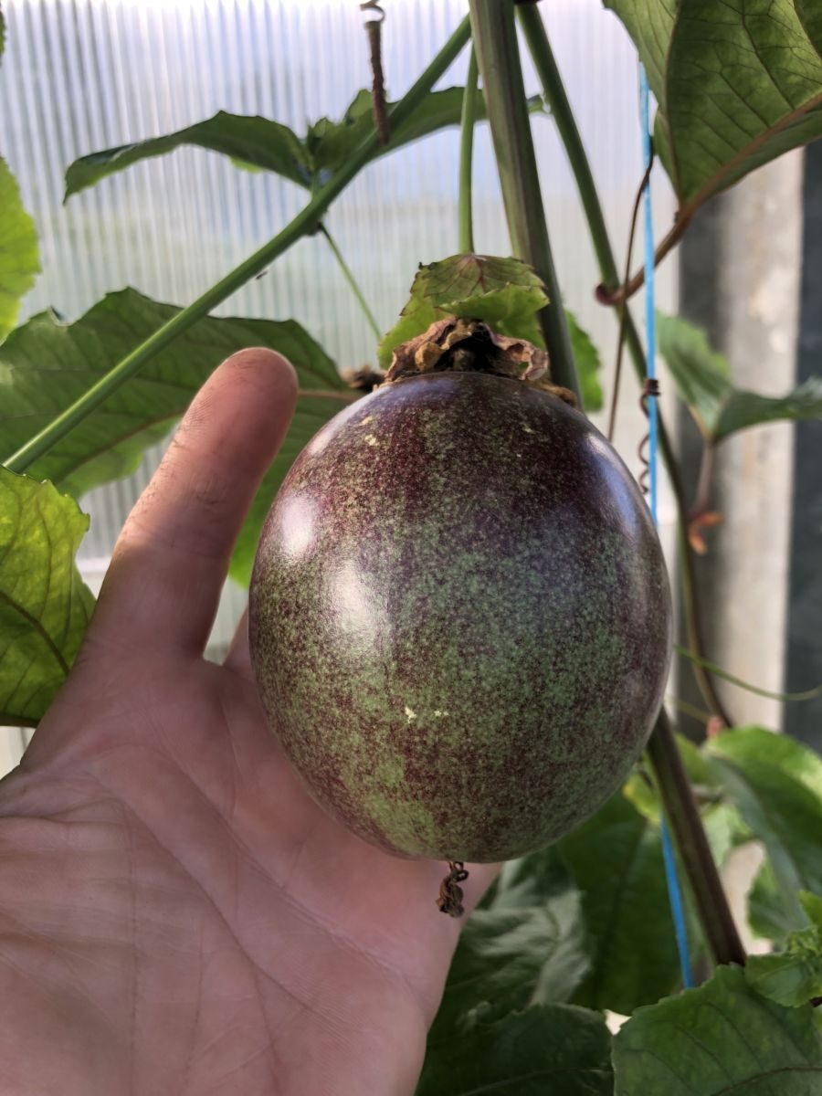 Passionsfrugt - Passiflora 'Lacey' - Billede 2