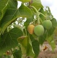 Ægte Purgernød - Jatropha curcas