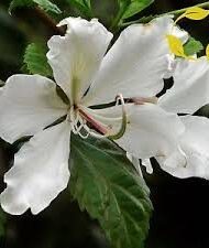 Orkidetræ - Hvid - Bauhinia variegata Alba