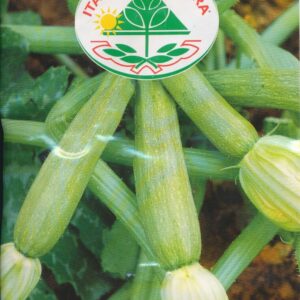 Squash - Alberello Di Sarzana