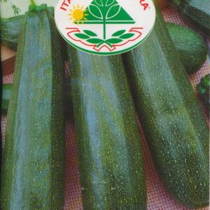 Squash - Ambassador F1