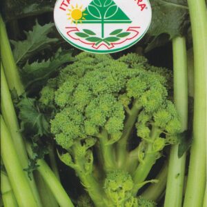 Rapini Cima di rapa - Aprilatica