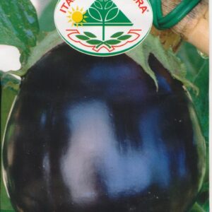 Aubergine - Bellezza Nera