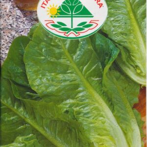 Salat, Romaine) - Bionda Degli Ortolani